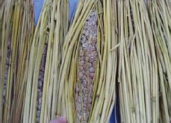 仕上がりの様子